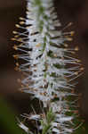 Culver's root